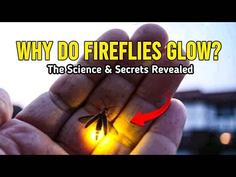 Why Do Fireflies Glow? SECRETS REVEALED