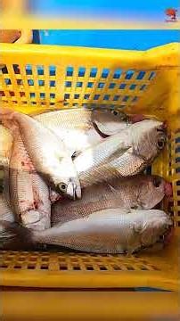 Deep Sea Fishing for Rosy Snapper #fishing #fishingvideo #fishingtime