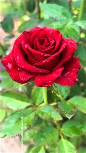 Discover Rare Red Rose Blooms | Ultra HD Garden Tour "