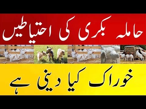 Pregnant Goat Care Tips | Feeding Plan For Pregnant Goats | Goat Delivery Symptoms | Goat Pregnancy