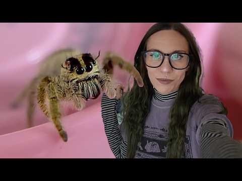 GIANT Jumping Spider's SURPRISING BEHAVIOR!
