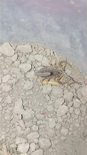 Scorpion Eating Food | Amazing Feeding Behavior | Rare Wildlife Footage scorpion 😋
