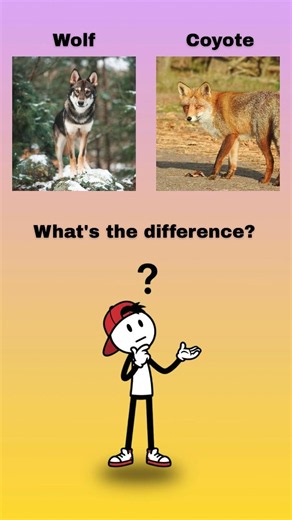Wolf vs Coyote: Can You Spot the Difference? 🐺🔥 #AnimalComparison #Wildlife #Nature #AnimalFacts