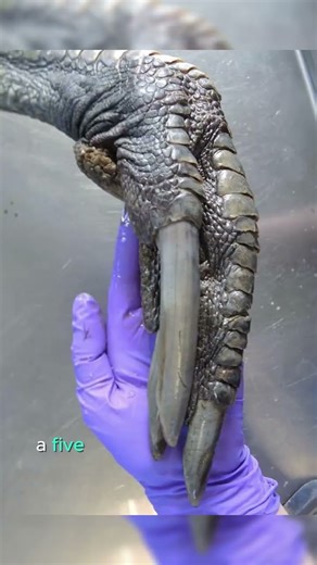 The Bird That Can Kill You