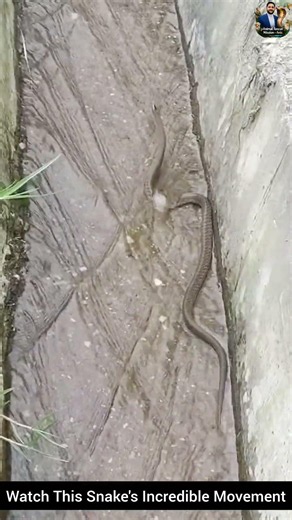 Watch This Snake's Incredible Movement #snake #wildliferescue #wildlifeentertainment #rescueefforts