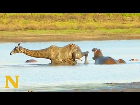 Giraffe Fights to Escape Deep Mud in Hippo Territory 😱
