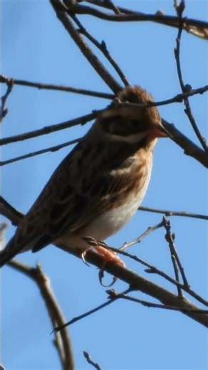 カシラダカ学名Emberiza rustica 英名Rustic Bunting(4)#野鳥#shorts#shorts