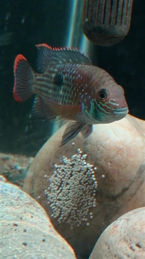 Spotted 100+ Green Terror Eggs