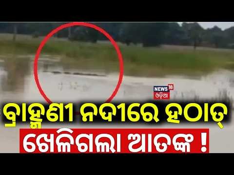 Live:ବ୍ରାହ୍ମଣୀ ନଦୀରେ ଆତଙ୍କ! Horrific Crocodile Attack In Kendrapara Pattamundai |Woman Goes Missing