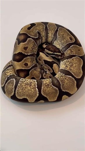 Enchi het rainbow hypo girl🔥🌈 #ballpython #reptiles #fyp #snakes #animals #nature #wildlife #1