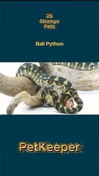 Strange Pets: Ball Python