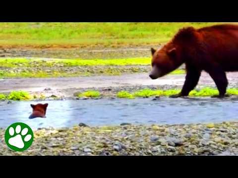 Baby Bear Swept Away From Mom 😰