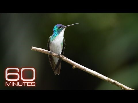Birding takes flight after peace deal between Colombia and guerrilla group | 60 Minutes
