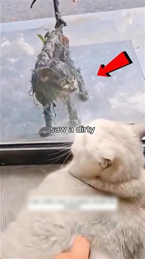 Stray Cat’s Incredible Transformation 🐱✨