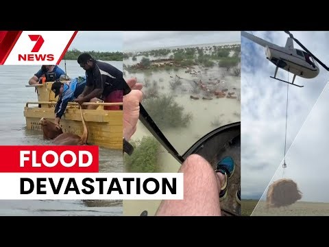 Thousands of cattle lost in Queensland floods | 7NEWS