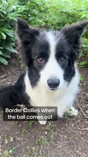 Mickey the Border Collie Loves His Ball!