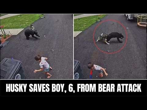 Husky Fights Off Charging Black Bear to Save 6-Year-Old Boy