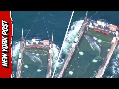Timmy the Humpback Whale Begins Barge Journey to the North Sea