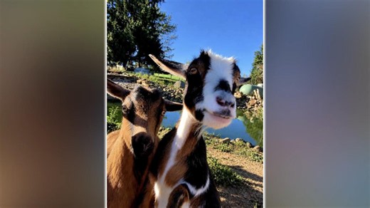 Runaway goat finds love, forever home