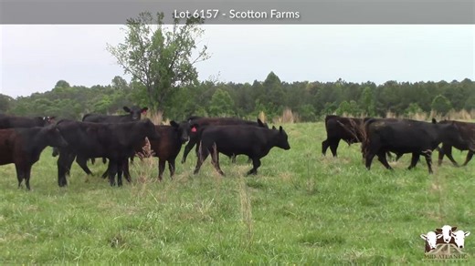 Lot 6157: Mid-Atlantic Cattle Sales - Video Sale
