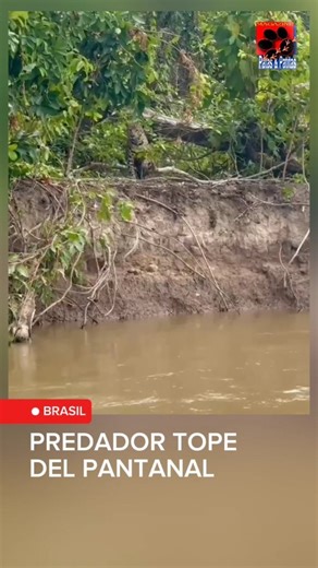 EL JAGUAR, PREDADOR TOPE DEL PANTANAL El Pantanal brasileño nunca defrauda a los fotógrafos de naturaleza y naturalistas, este registro es otro ejemplo de ello. Estás imágenes impresionantes que se observan, fueron obtenidas por el guía y fotógrafo de naturaleza João Arruda @arrudabranco y registraron a una onça pintada o jaguar también conocido como yaguareté acechando a su presa desde la orilla del río antes de lanzarse al agua y para atrapar a un gran yacaré. El jaguar, ejerciendo su rol como