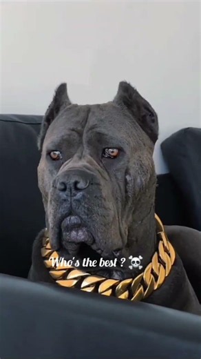 Rottweiler 🆚 Cane Corso | Which One Would You Choose? 🤔