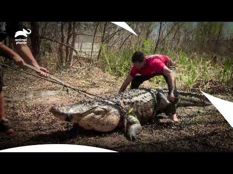 A Giant Gator Buried Deep In Mud | Gator Boys S3 E7 | Animal Planet India