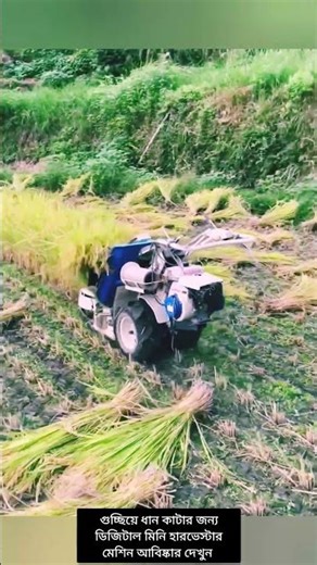 😳 The farmer's dream machine! See the invention of a new machine for harvesting rice in bunches