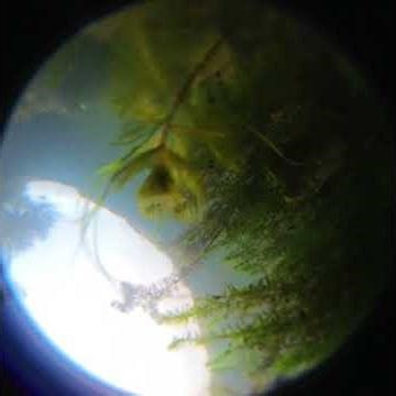 Putah Creek Underwater #underwater, #freshwater