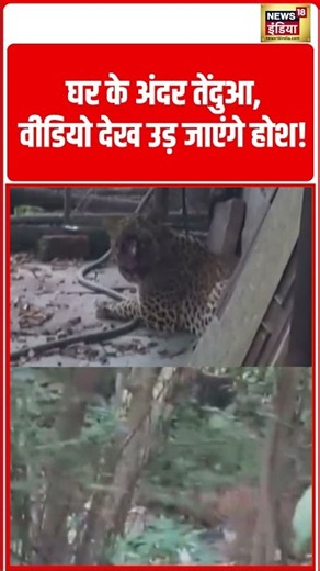 Leopard inside the house, you will be shocked after watching the video! | घर के अंदर तेंदुआ #shorts