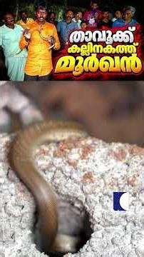 താവൂക്ക് കല്ലിനകത്ത് മൂർഖൻ #vavasuresh #cobrarescue #snake