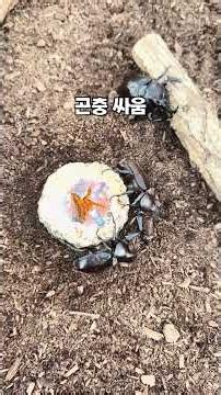 곤충 싸움 구경 #곤충 #사슴벌레 #장수풍뎅이 #서서가족