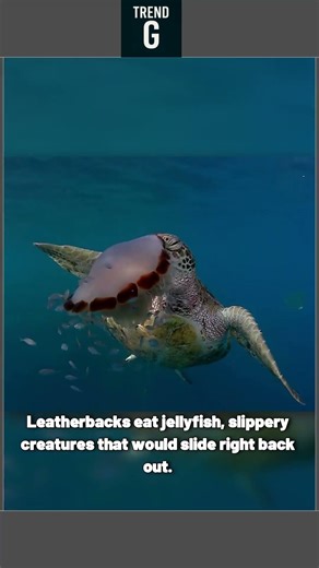 The Nightmare Inside a Leatherback Turtle's Mouth #leatherback #seaturtle