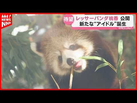 「天使ですね」レッサーパンダの赤ちゃん桃香(もこ) 熊本市動植物園で一般公開スタート