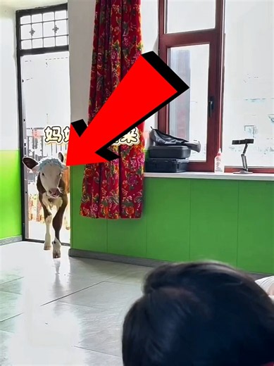 She Brought a Baby Deer Home… Then THIS Happened! 😱🦌
