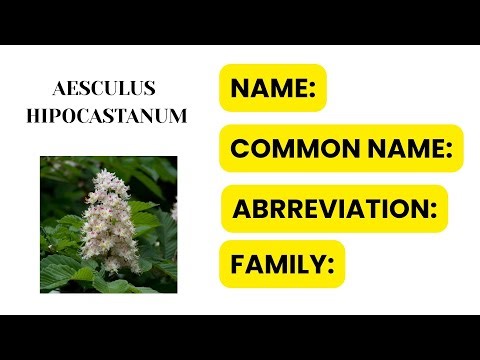 Aesculus hippocastanum #bhms #homeopathystudents #homoeopathy #doctor # homoeopathyindia