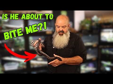 Mastering Snake Behavior & Body Language