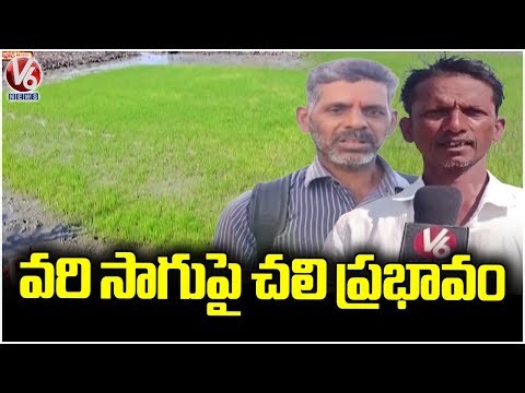 Drop In Temperature Across Telangana Impacts Paddy Cultivation | Karimnagar | V6 News