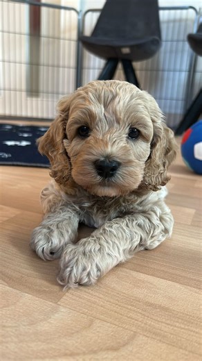 Cockapoo F1 Welpe Rüde 7 Wochen alt noch frei, Video vom süßen Buben