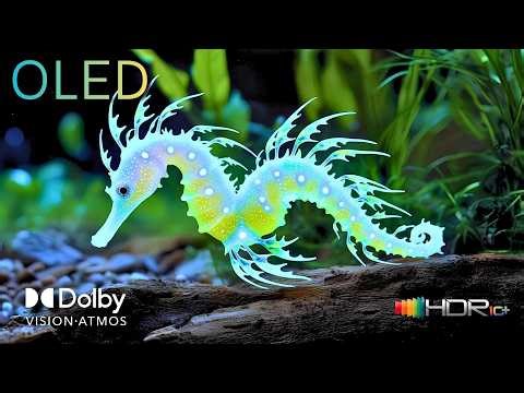 Dolby Vision Explosion of Bright Colors | 4K HDR Ultra HD (8K·4K TV)