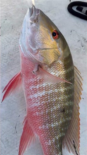 Mutton snapper writhing 5 minutes of anchoring #fish #fyp #fishing #mutton #landtoboat #love #live