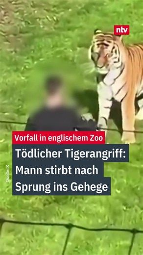 Tödlicher Tigerangriff in England: Mann stirbt nach Sprung ins Gehege | #ntv