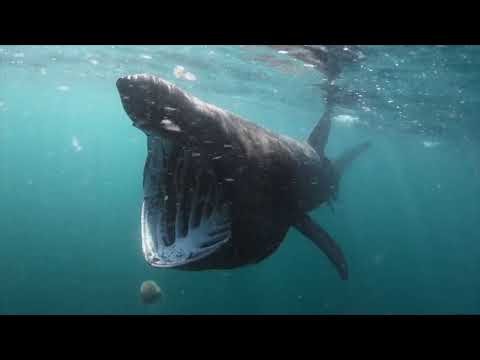 Alien Sharks: Untamed America
