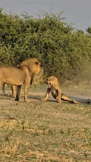 Big Male Lion Breaks Young Lions Spine