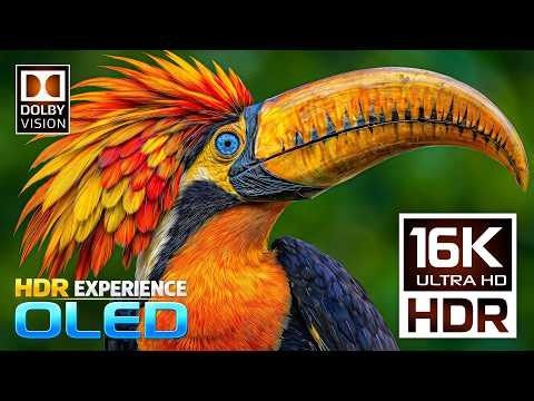 Unbelievable 16K Dolby Vision 120fps | OLED HDR Display Test (8K/4K Video TV)