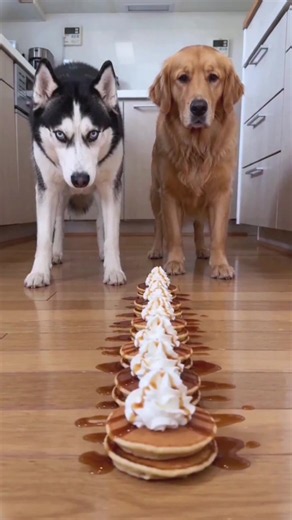 Husky still shocked what’s going on🤣🤣🤣😝😝😝😂😂😂🐾🐶🐕🍕……. #funnydogs #fyp #funnypets #dogfood #dogsoftiktok