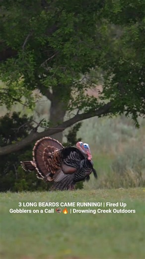 “They CAME IN HOT!” 3 Longbeards Fired Up by the Call 🦃💥 | Spring Turkey Action