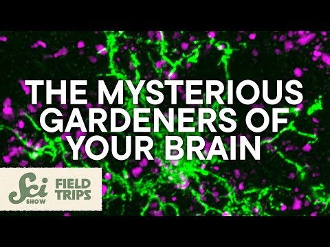 Glia Are Your Brain's Most Mysterious Cells