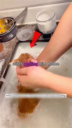 Stray Kitten Becomes Beloved Cat 🐱❤️