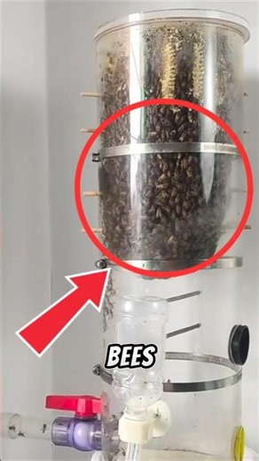 Inside-House Beekeeping? #shorts